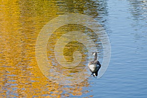 Canada Goose on an Autumn Golden Pond