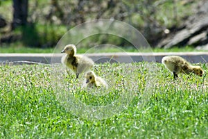 Canada goose babies