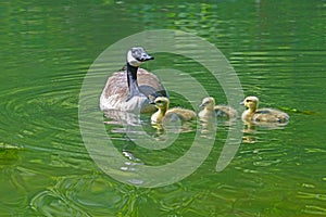 Canada Goose babies swim next to mom.