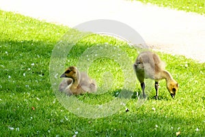 Canada Goose Baby Gosling 02