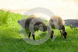 Canada Goose Baby Gosling 03