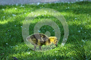 Canada Goose Baby Gosling 09