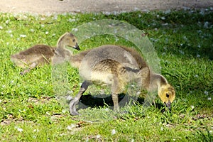 Canada Goose Baby Gosling 14
