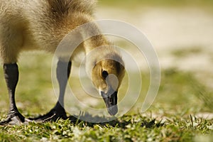 Canada Goose baby gosling close up at ground level in grass