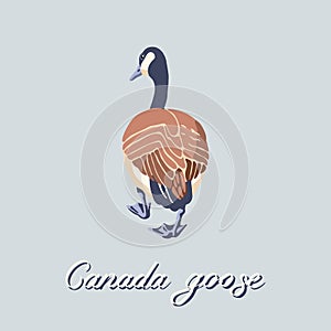 Canada goose back view. Vintage collection. Vector illustration.