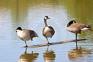 Canada Goose Ballet