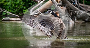 Canada Goose bathes with vigor in the Ottawa River.