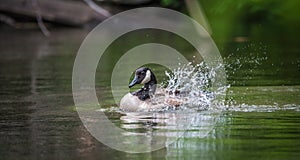 Canada Goose bathes with vigor in the Ottawa River.