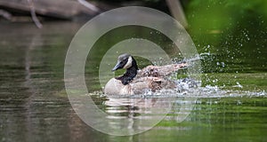 Canada Goose bathes with vigor in the Ottawa River.