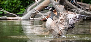 Canada Goose bathes with vigor in the Ottawa River.