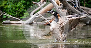 Canada Goose bathes with vigor in the Ottawa River.