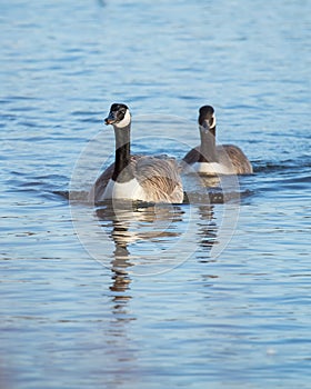 Canada Goose, Bird swimming on pond.