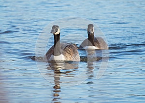 Canada Goose, Bird swimming on pond.