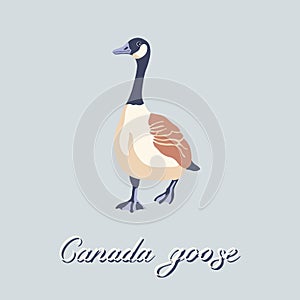 Canada goose. Bird walking forward. Vintage collection. Vector illustration