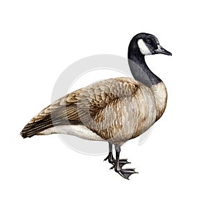 Canada goose bird watercolor illustration. Hand drawn realistic detailed Canadian goose. Wildlife North America avian