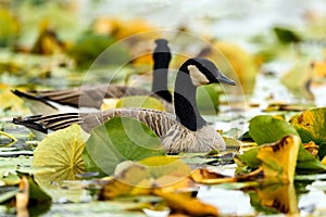 Canada goose Branta canadensis