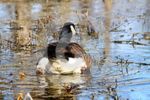 Canada Goose Branta canadensis