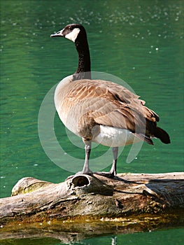 Canada Goose (Branta canadensis)