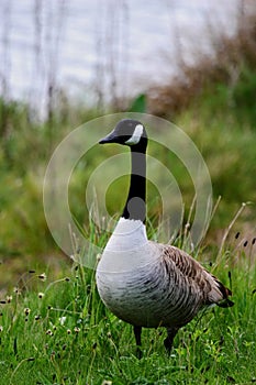 Canada Goose (Branta canadensis)