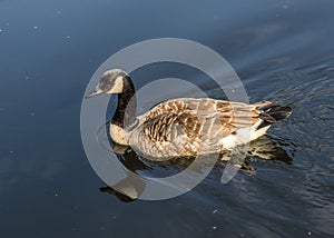 Canada goose - Branta canadensis