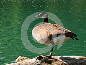 Canada Goose (Branta canadensis)