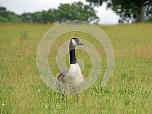 Canada Goose Branta canadensis