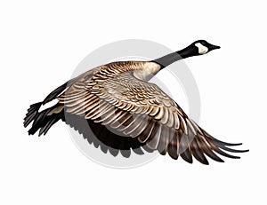 The Canada goose Branta canadensis