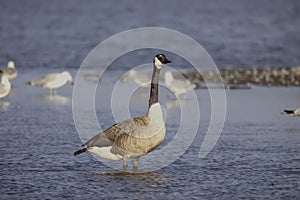 The Canada goose (Branta canadensis)