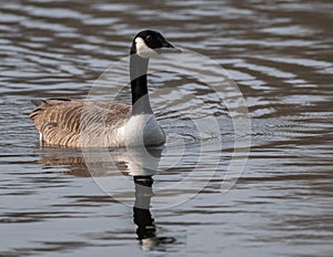 The Canada goose (Branta canadensis)