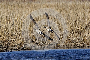 Canada goose (Branta canadensis)