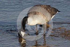 Canada Goose - Branta canadensis