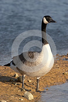 Canada Goose - Branta canadensis