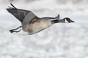 Canada Goose - Branta canadensis