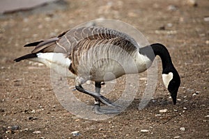 Canada goose (Branta canadensis).