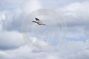 Canada Goose (Branta canadensis)