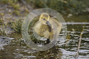 Canada goose (Branta canadensis)