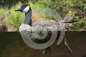 Canada goose (Branta canadensis).