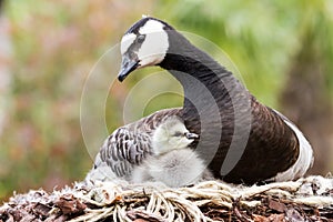 Canada goose, Branta canadensis