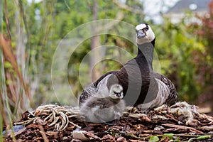 Canada goose, Branta canadensis