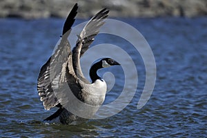 Canada goose, branta canadensis