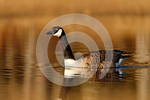 Canada Goose, Branta canadensis, black and white in the water surface, animal in the nature lake grass habitat, Sweden. Morning