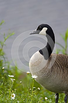 Canada Goose (Branta canadensis canadensis)