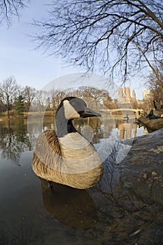 Canada Goose (Branta canadensis canadensis)