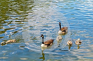 Canada goose Branta canadensis family at Bois de Boulogne - Paris, France