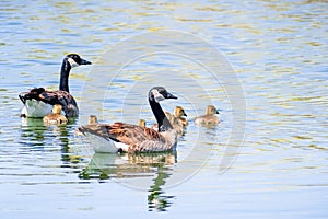 Canada Goose Branta canadensis family made out of parents and 7 goslings, swim on a lake on a sunny spring day, San Francisco