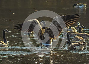 Canada Goose, Branta canadensis, Flapping It\'s Wings, Delgian Pond, Camp Saratoga, Wilton, New York photo