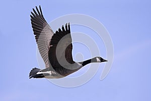 Canada Goose (Branta canadensis) In Flight