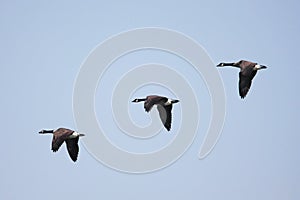 Canada Goose (Branta canadensis) In Flight