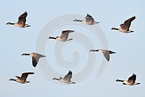 Canada Goose (Branta canadensis) In Flight