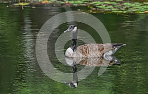 Canada Goose, Branta canadensis, floating in calm pond water with reflection of head and green tree